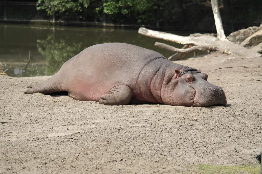 Check out the labour infographic at the bottom of the page before you're as tired as this hippo