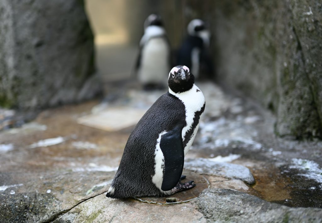 Vancouver Aquarium penguins which is a great thing to do with kids in Vancouver, B.C. 2022