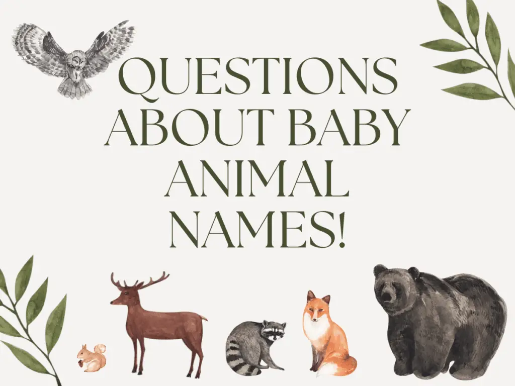 Questions About Baby Animal Names
