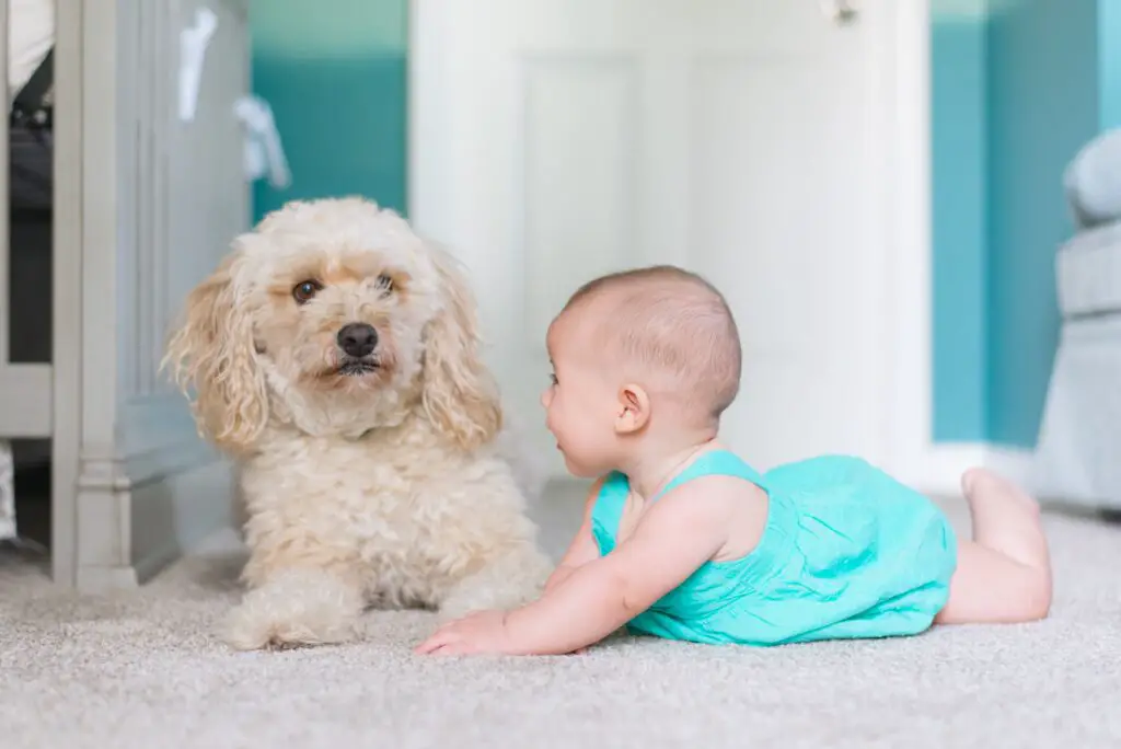 baby photoshoot with pets ideas