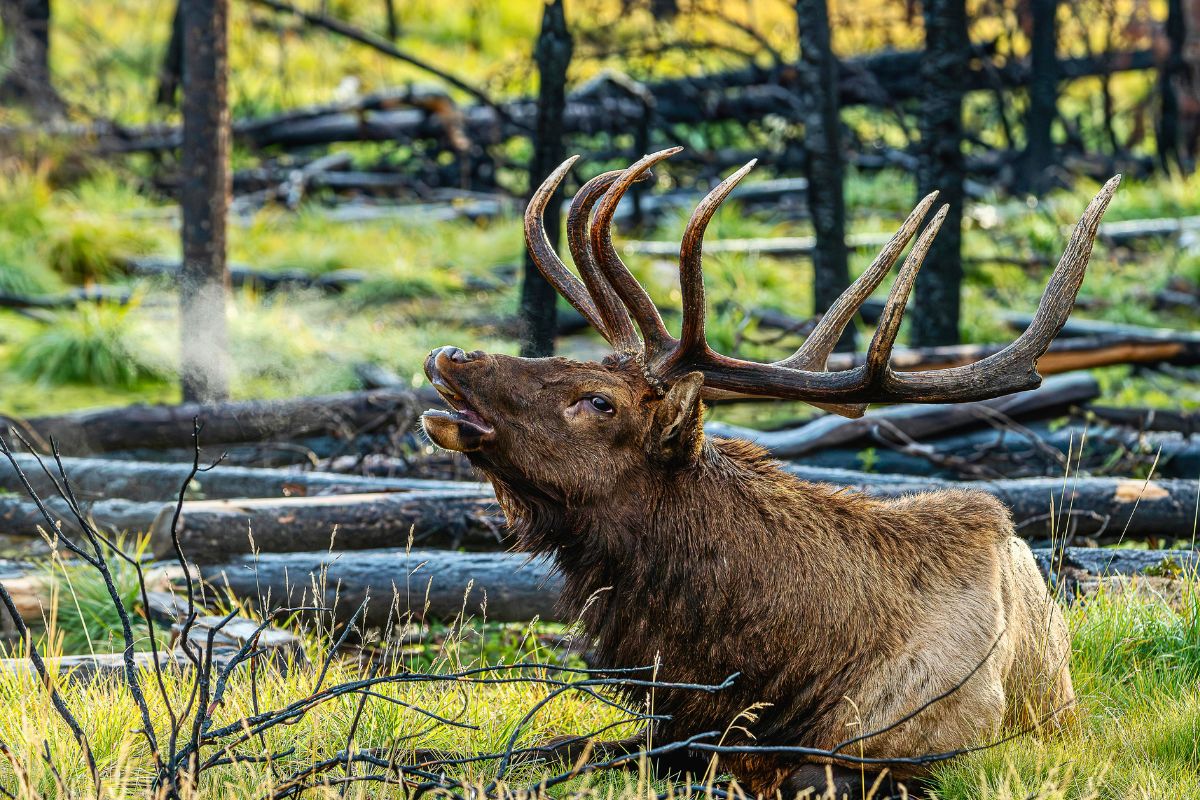 Elk resting in Jasper National Park during Canadian family vacation.