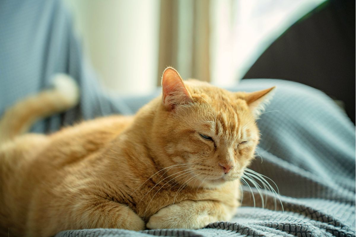 Relaxed orange cat promoting calm and stress relief at home.
