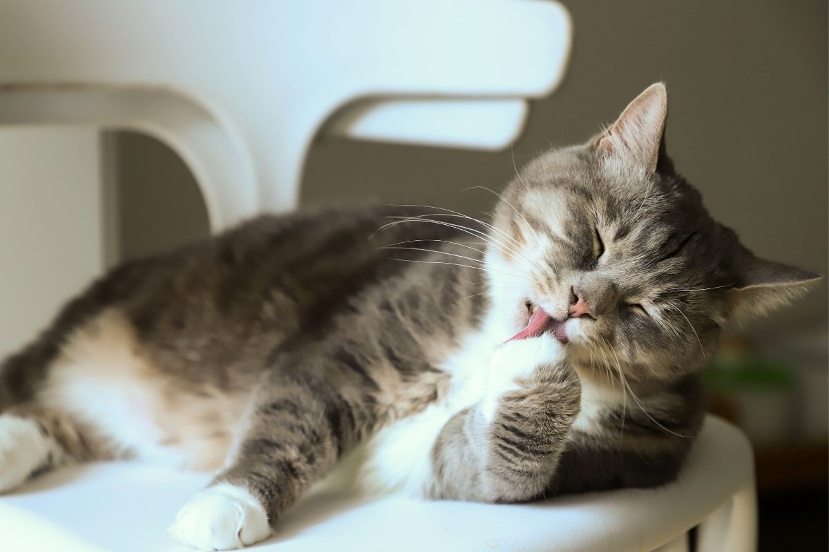 Cat grooming itself showing low maintenance pet care for families.