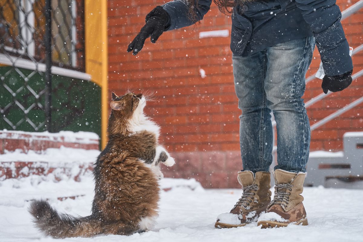 Child playing with fluffy cat in snow showing bonding and outdoor play.