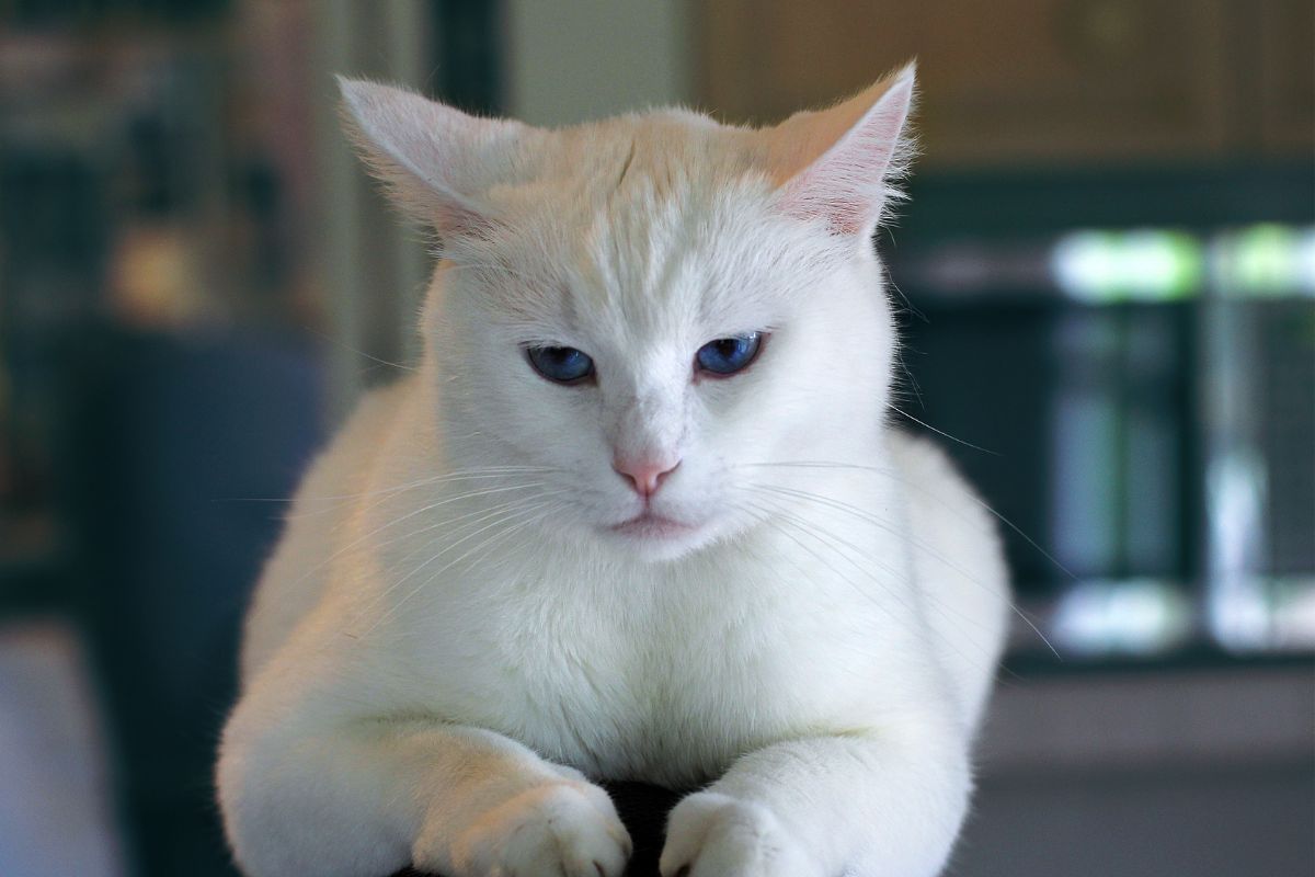 Calm white cat resting indoors creating a peaceful home environment.