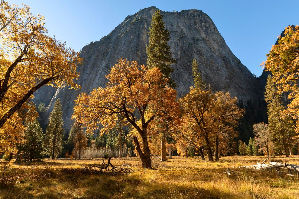 Scenic Yosemite National Park view with golden trees and mountain cliffs, perfect for family travel.