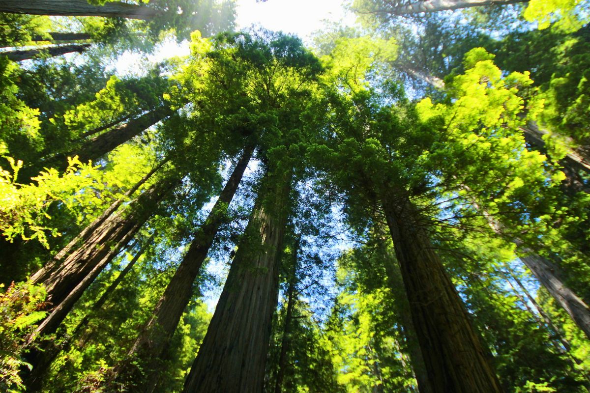 Tall forest trees reaching toward the sky, showing the beauty of national parks for families.