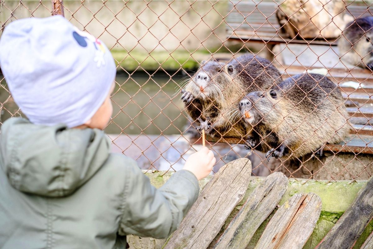 Young child feeding animals through a fence at a petting zoo.