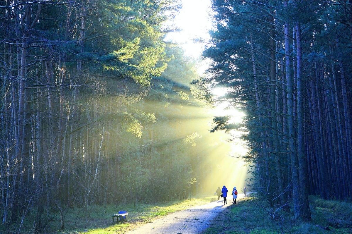 Two people walking along a forest trail with sunlight streaming through trees.