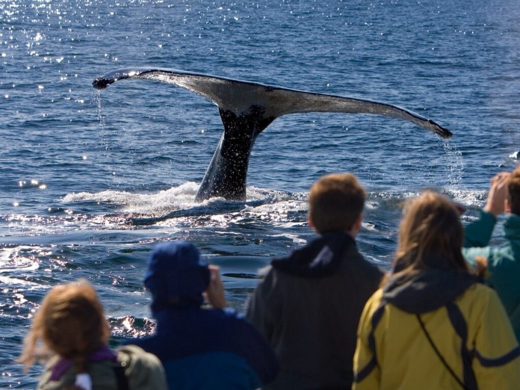 Whale's tail emerging from ocean water as observers watch from a boat