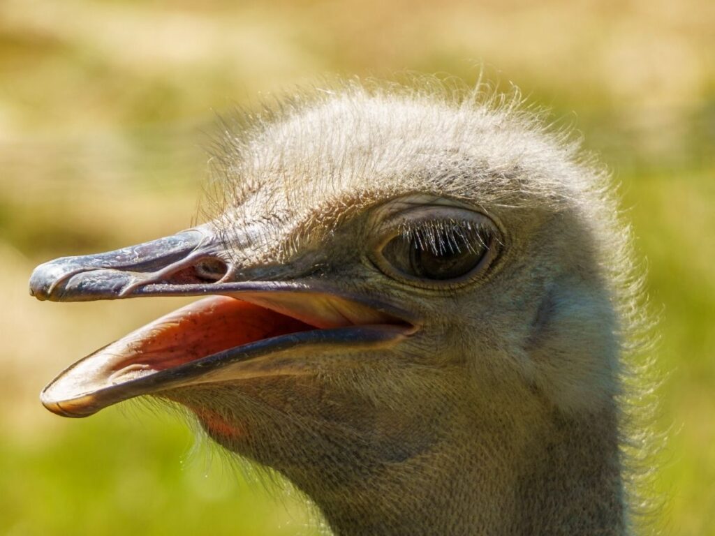 Close-up of an ostrich's head from greater vancouver zoo
