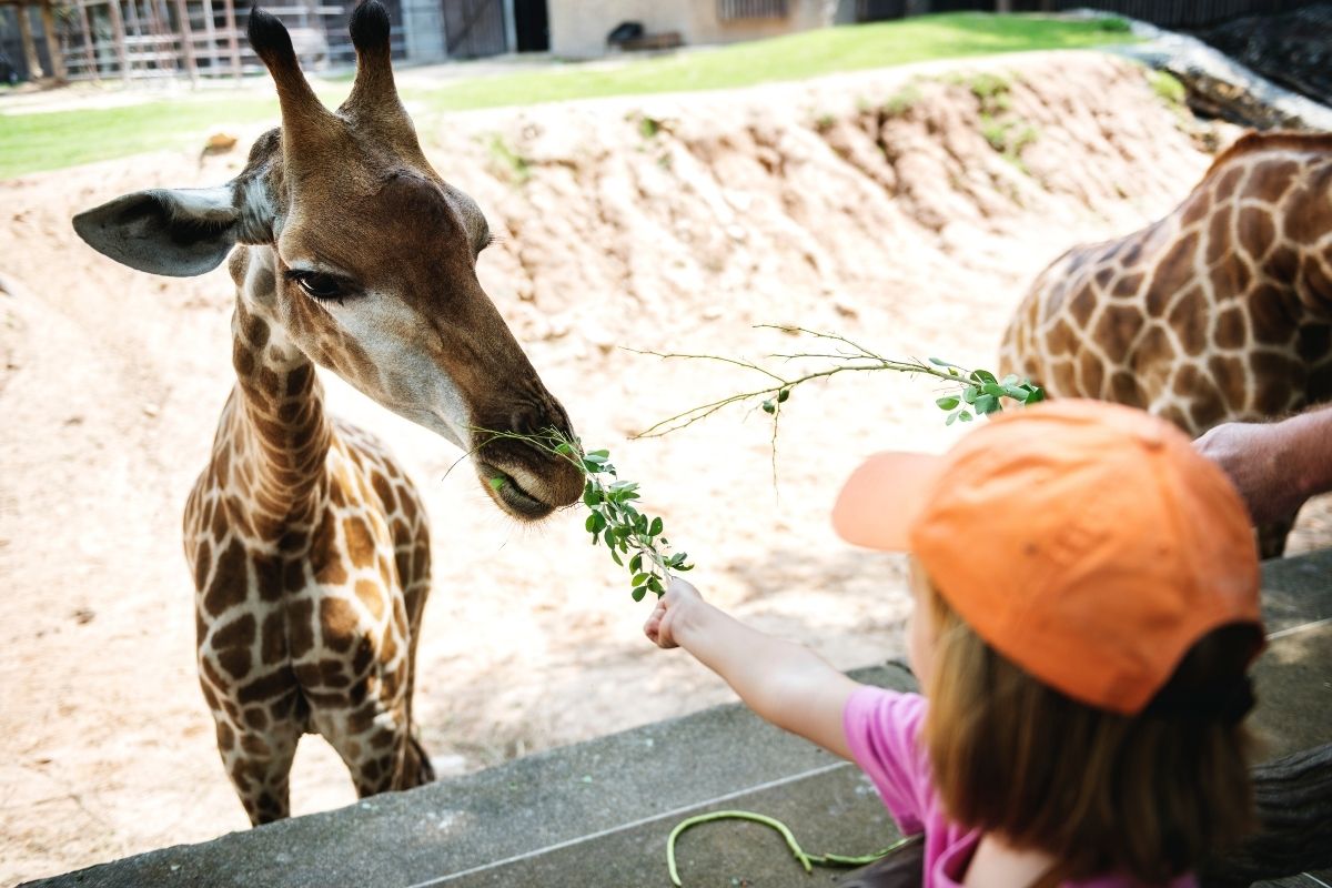 Young child in an orange cap feeding leafy branches to a giraffe at a zoo.